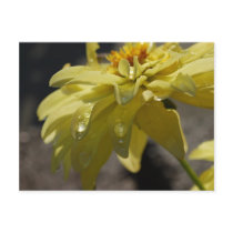 Yellow Dew Postcard