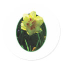 Yellow Double Daffodil stickers