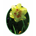 Yellow Double Daffodil t-shirts