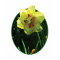 Yellow Double Daffodil t-shirts