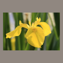 Yellow Dragon Fly Lily! posters