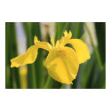 Yellow Dragon Fly Lily! posters