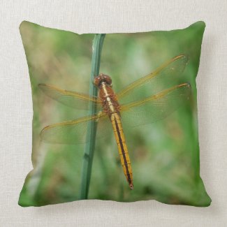 Yellow Dragonfly