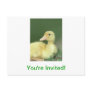 Yellow Duck Post Cards