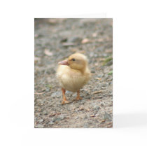 Yellow Duckling greeting card