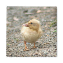 Yellow Duckling magnet