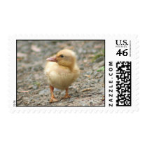 Yellow Duckling Postage