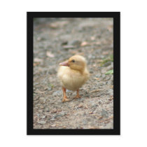 Yellow Duckling postcard