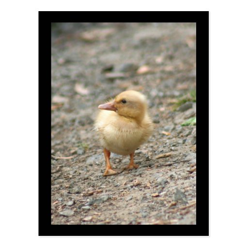 Yellow Duckling postcard
