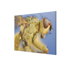 Yellow Dung Fly Canvas Prints