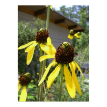 yellow echinacea black eyes susan flowers art posters