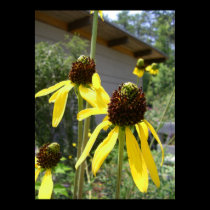 yellow echinacea black eyes susan flowers art posters