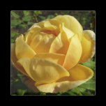 Yellow English Rose Magnet