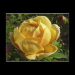Yellow English Rose Postcard