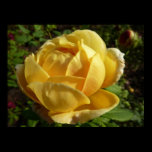 Yellow English Rose Print