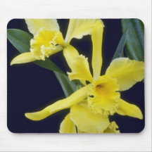 yellow Ermine Orange Glo (Brassocattleya) flowers Mousepads