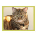 yellow-eyed cat posters