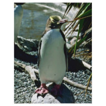 Yellow-eyed Penguin Personalized Flyer