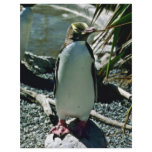 Yellow-eyed Penguin flyers