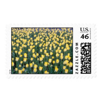 yellow Field of yellow tulips flowers stamps