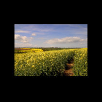 Yellow Field. Poster by cARTerART posters