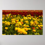 Yellow Fields Poster