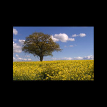 Yellow Fields posters