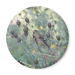 Yellow finch in the Shoreline Garden Refrigerator Magnets