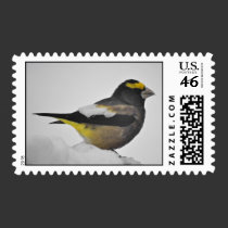 Yellow finch postage by Digitalwonder Yellow finch postage