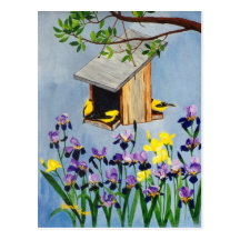 Yellow Finch Postcard