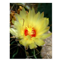 Yellow fishhook cactus flower post card