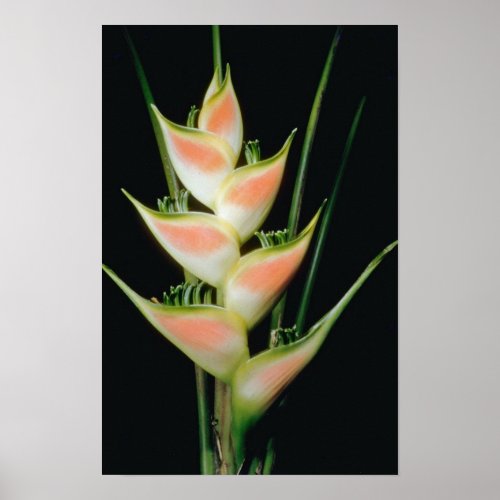 Yellow Fishtail heliconia (Heleconia elongata) flo print