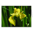 Yellow Flag Iris cards