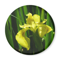 Yellow Flag Iris magnets