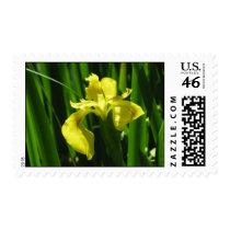 Yellow Flag Iris postage
