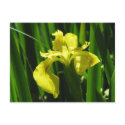 Yellow Flag Iris postcards by lalagniappe Yellow Flag Iris postcards