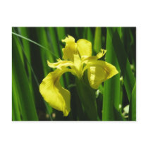 Yellow Flag Iris postcards