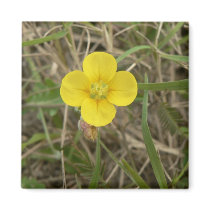 Yellow flora. magnets