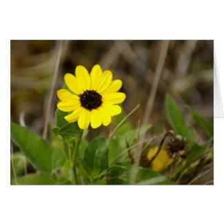 Yellow Florida Wildflower card