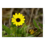 Yellow Florida Wildflower Greeting Cards