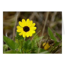Yellow Florida Wildflower Greeting Cards