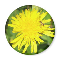 yellow flower and bee magnet