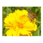 Yellow Flower and Butterfly Post Card