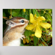 Yellow flower and Chipmunk (4) Print