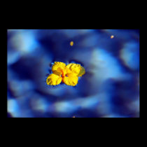Yellow flower atop blue waters posters