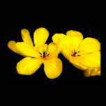 Yellow Flower Canvas Print posters