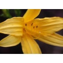 yellow flower card