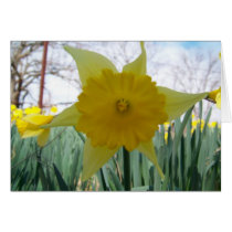 Yellow Flower cards