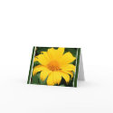 Yellow Flower cards by DGATOR383 Yellow Flower cards