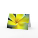 Yellow Flower cards by RLMdesignes Yellow Flower cards